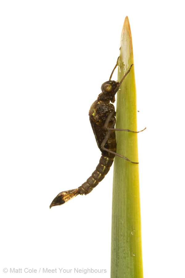 Large Red Damselfly emergence 2